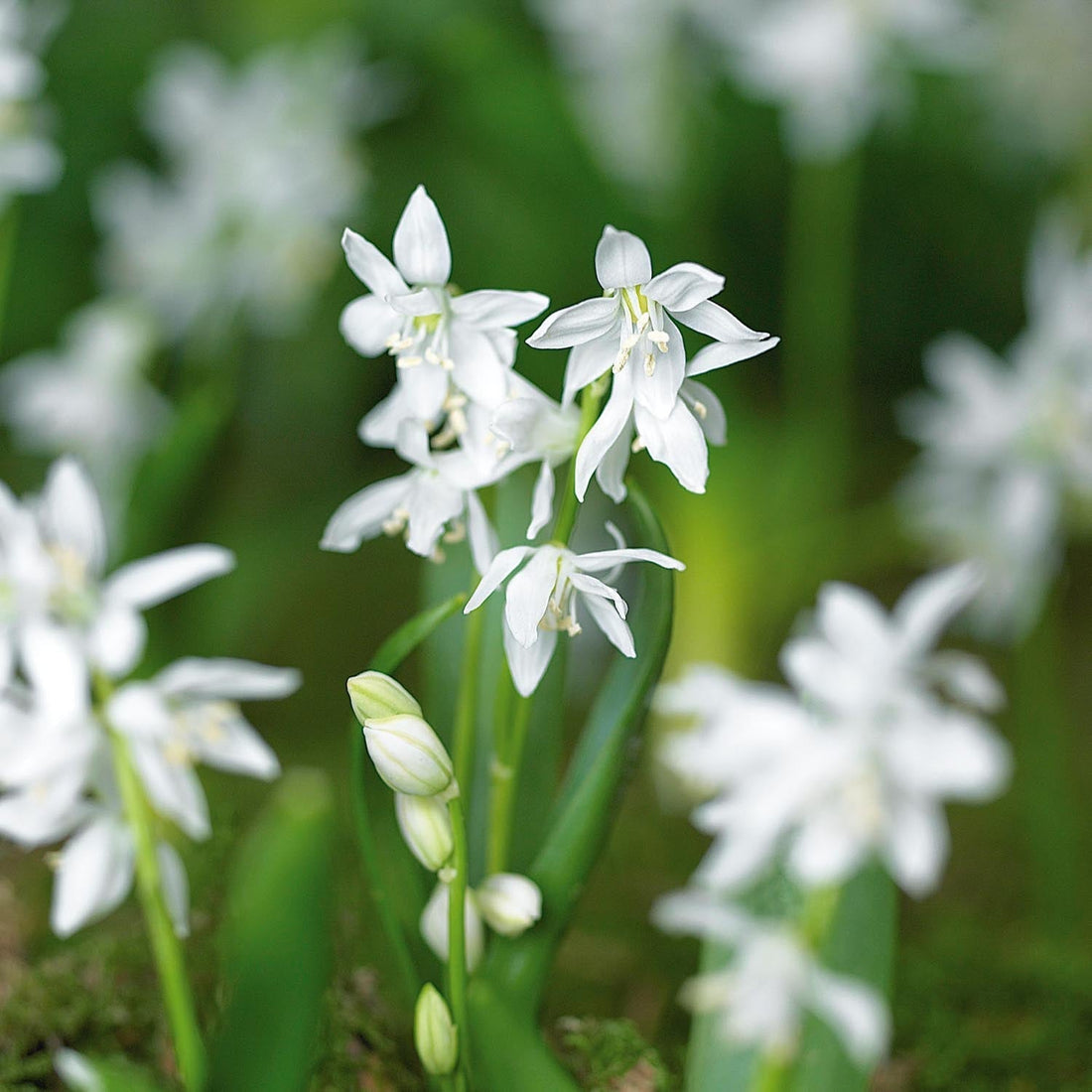 Sinililjat, Scilla 'Siberica Alba'
