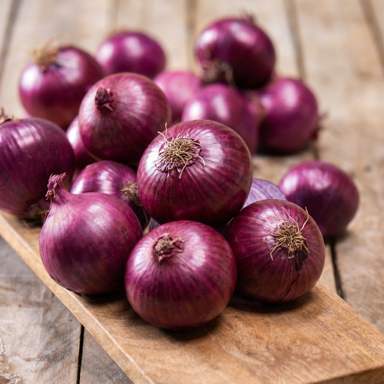Sipuli, Allium 'Red Winter'