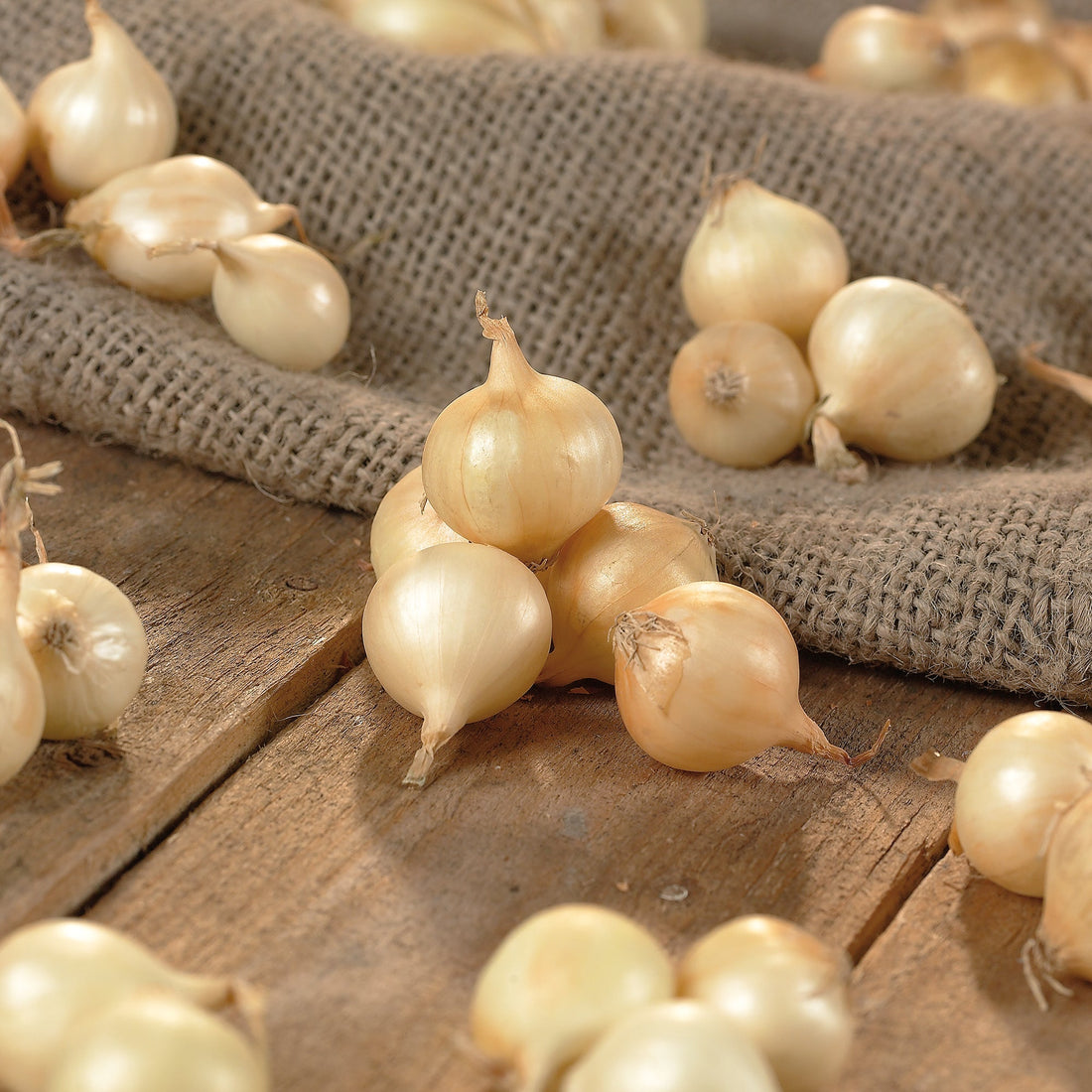 Sipuli 'Jaune Paille'