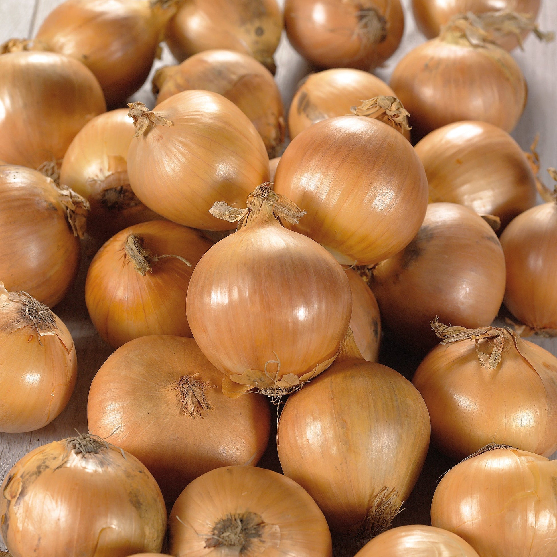 Sipuli 'Stuttgarter Riesen'