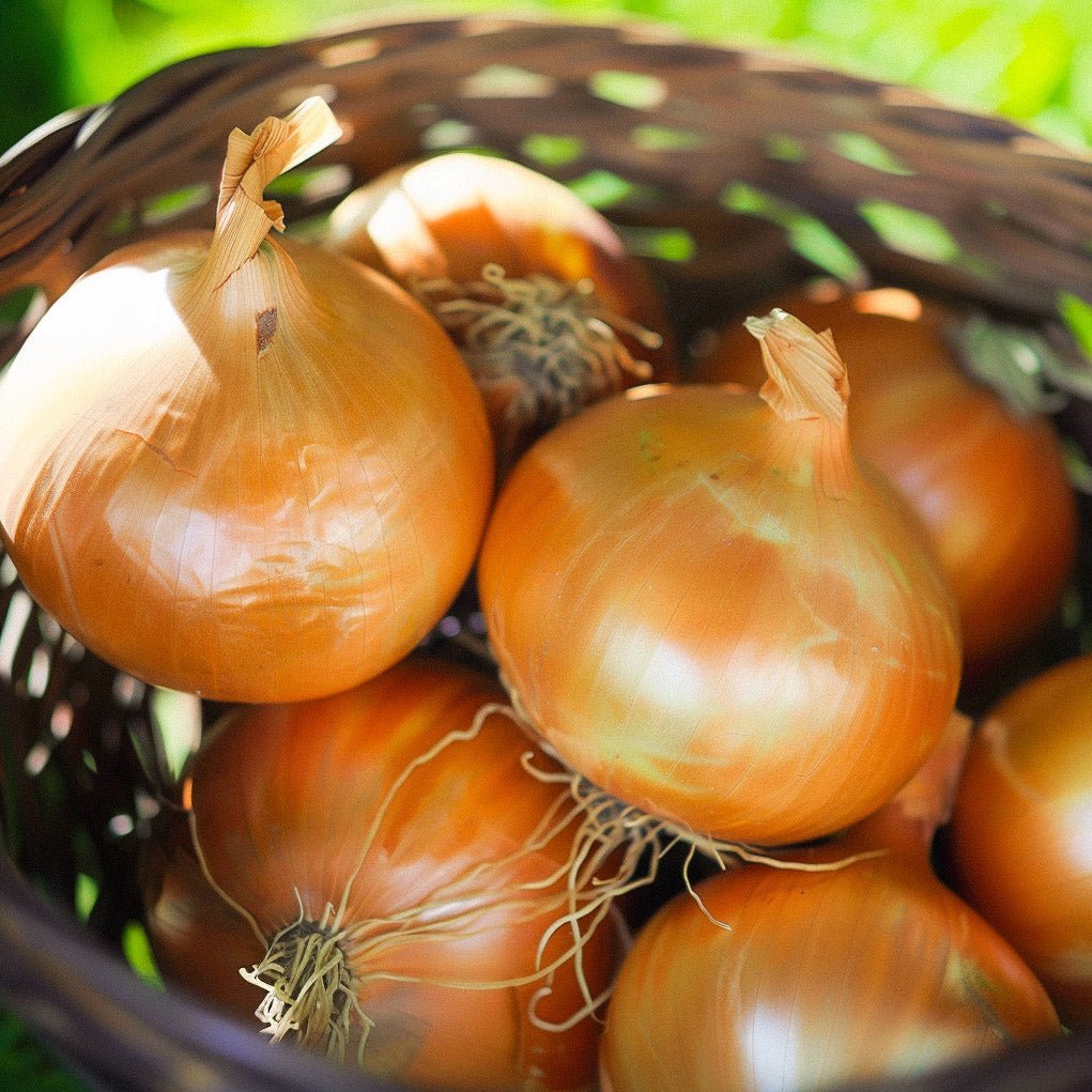 Sipulin siemenet 'Stuttgarter' - 100 luomusiementä