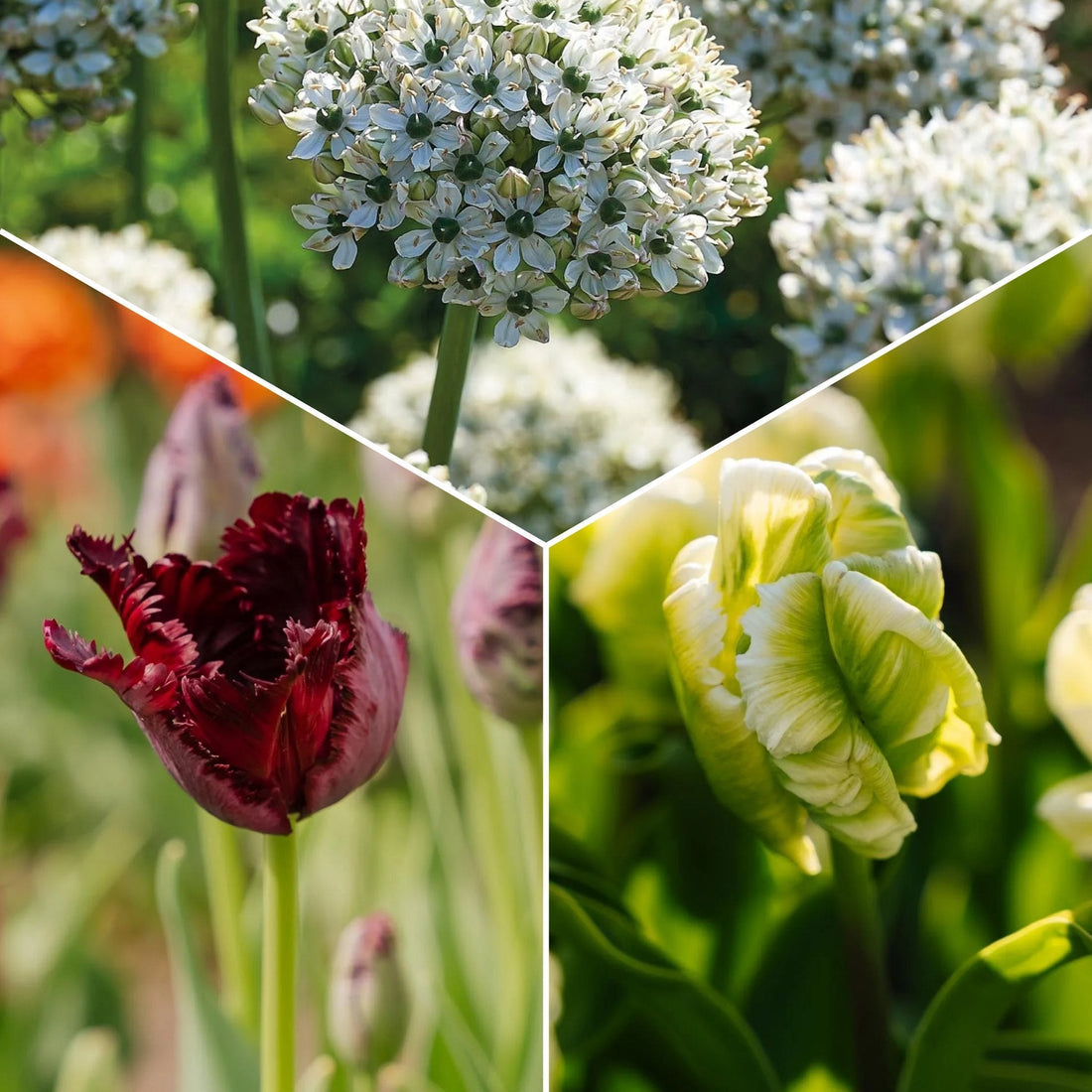 Sipulisekoitus kerrosistutukseen 'Black & White Elegance'