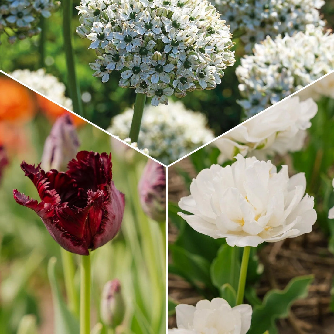 Sipulisekoitus kerrosistutukseen 'Black & White Elegance'