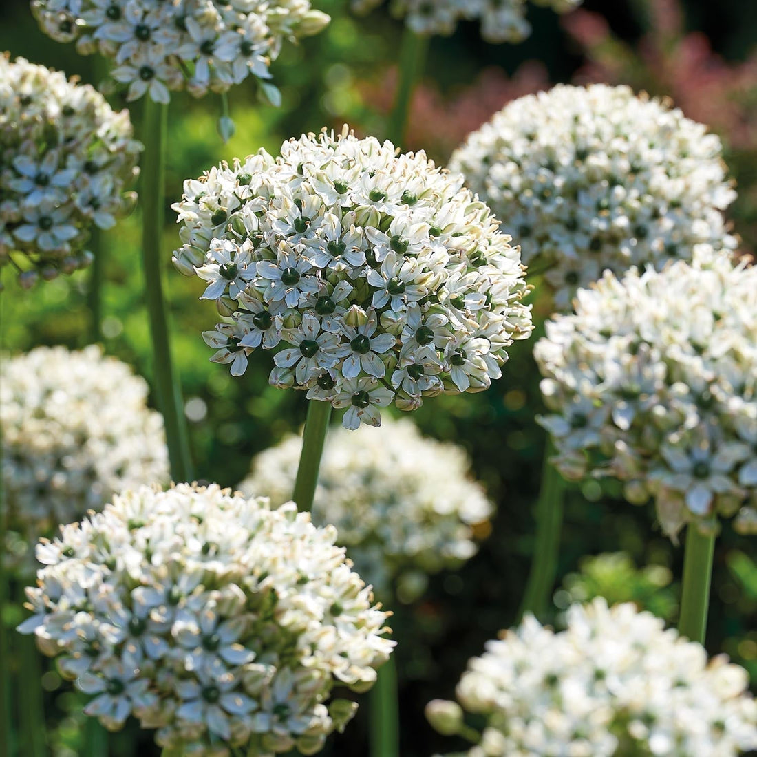 Sipulisekoitus kerrosistutukseen 'Black & White Elegance'