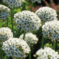 Sipulisekoitus kerrosistutukseen 'Black & White Elegance'