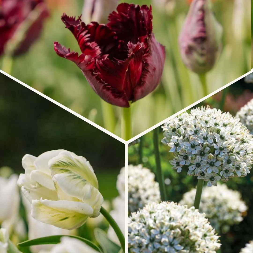 Sipulisekoitus kerrosistutukseen 'Black & White Elegance'