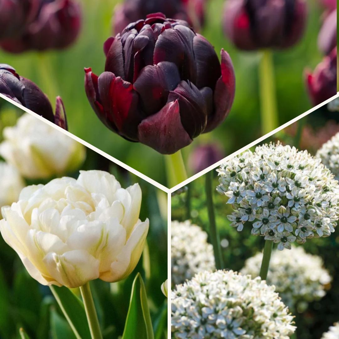 Sipulisekoitus kerrosistutukseen 'Black & White Elegance'