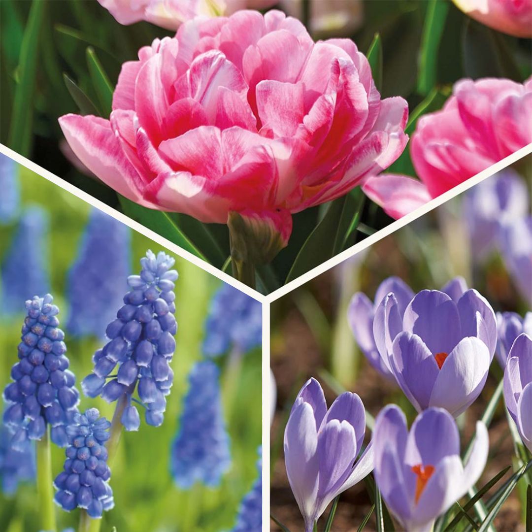 Sipulisekoitus kerrosistutukseen 'Blush & Breeze'