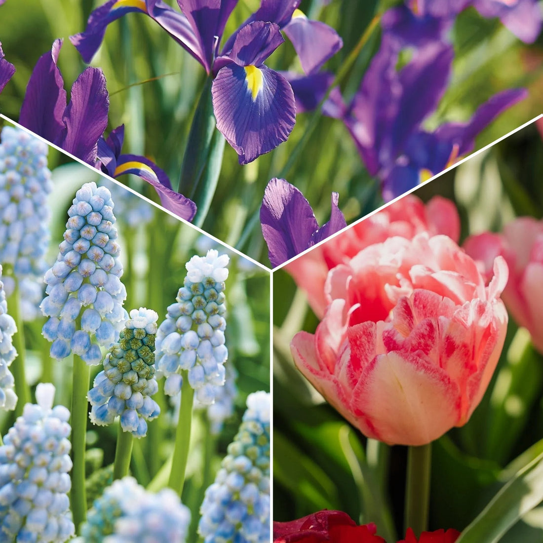 Sipulisekoitus kerrosistutukseen 'Blush & Breeze'