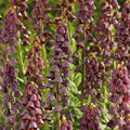 Sipulisekoitus kerrosistutukseen 'Blush & Breeze'