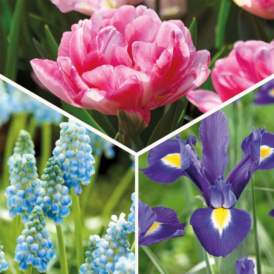 Sipulisekoitus kerrosistutukseen 'Blush & Breeze'