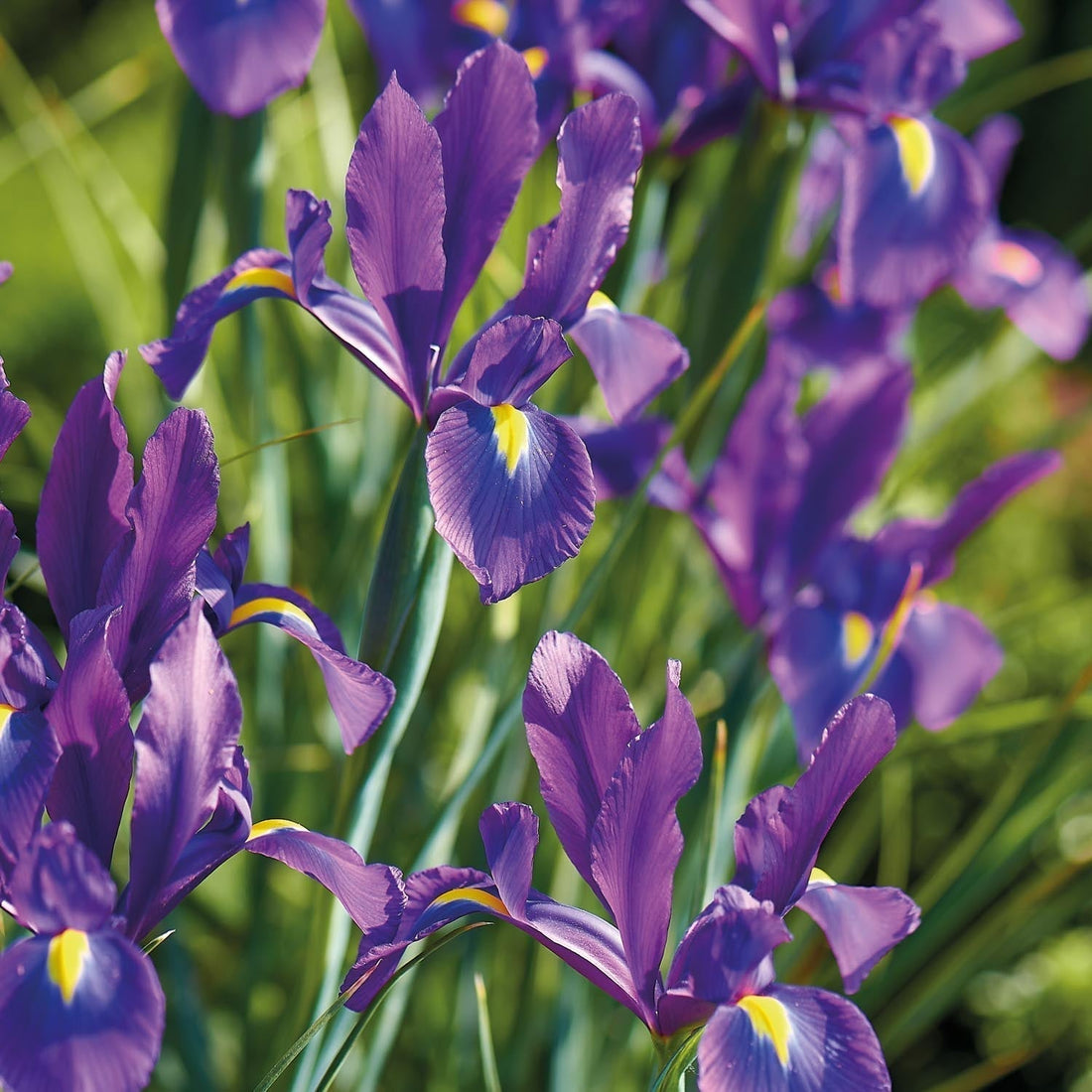 Sipulisekoitus kerrosistutukseen 'Blush & Breeze'
