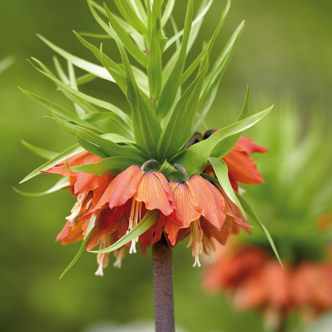 Sipulisekoitus kerrosistutukseen 'Bronze Whisper'