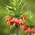 Sipulisekoitus kerrosistutukseen 'Bronze Whisper'