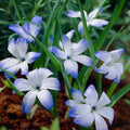 Sipulisekoitus kerrosistutukseen 'Bunting'