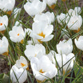 Sipulisekoitus kerrosistutukseen 'Copper Petal'