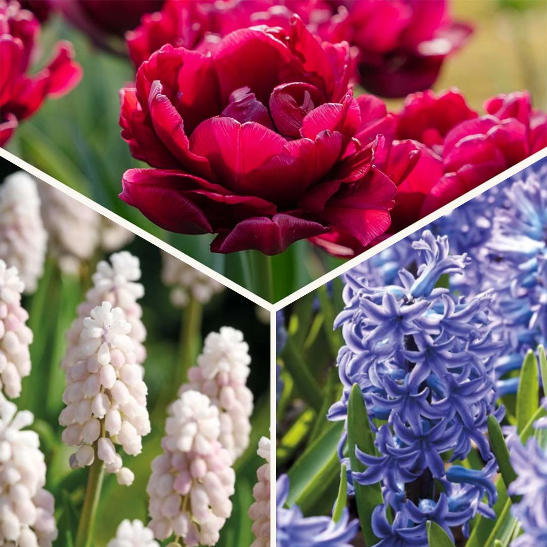 Sipulisekoitus kerrosistutukseen 'Cotton Candy Mix'