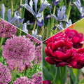 Sipulisekoitus kerrosistutukseen 'Cotton Candy Mix'