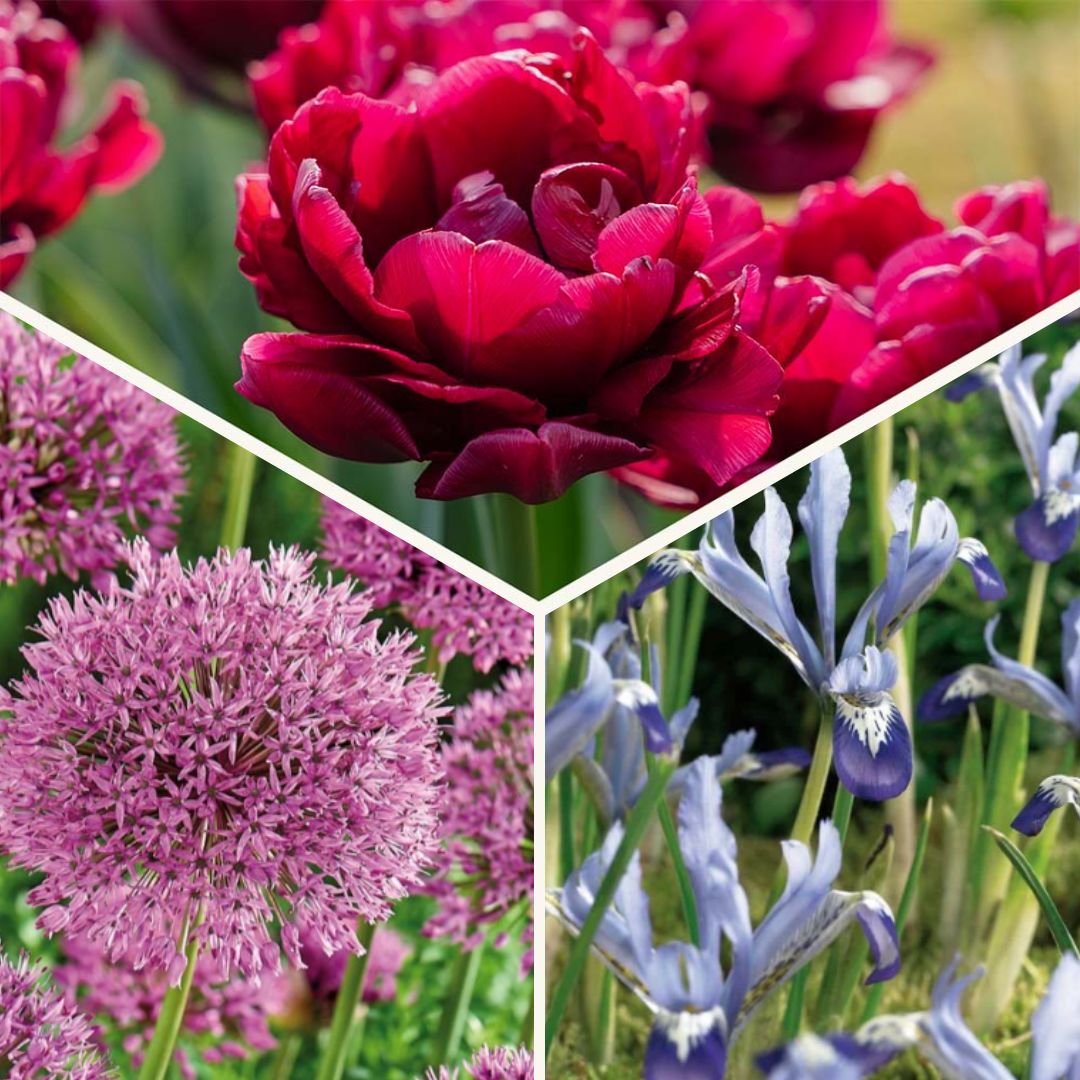 Sipulisekoitus kerrosistutukseen 'Cotton Candy Mix'