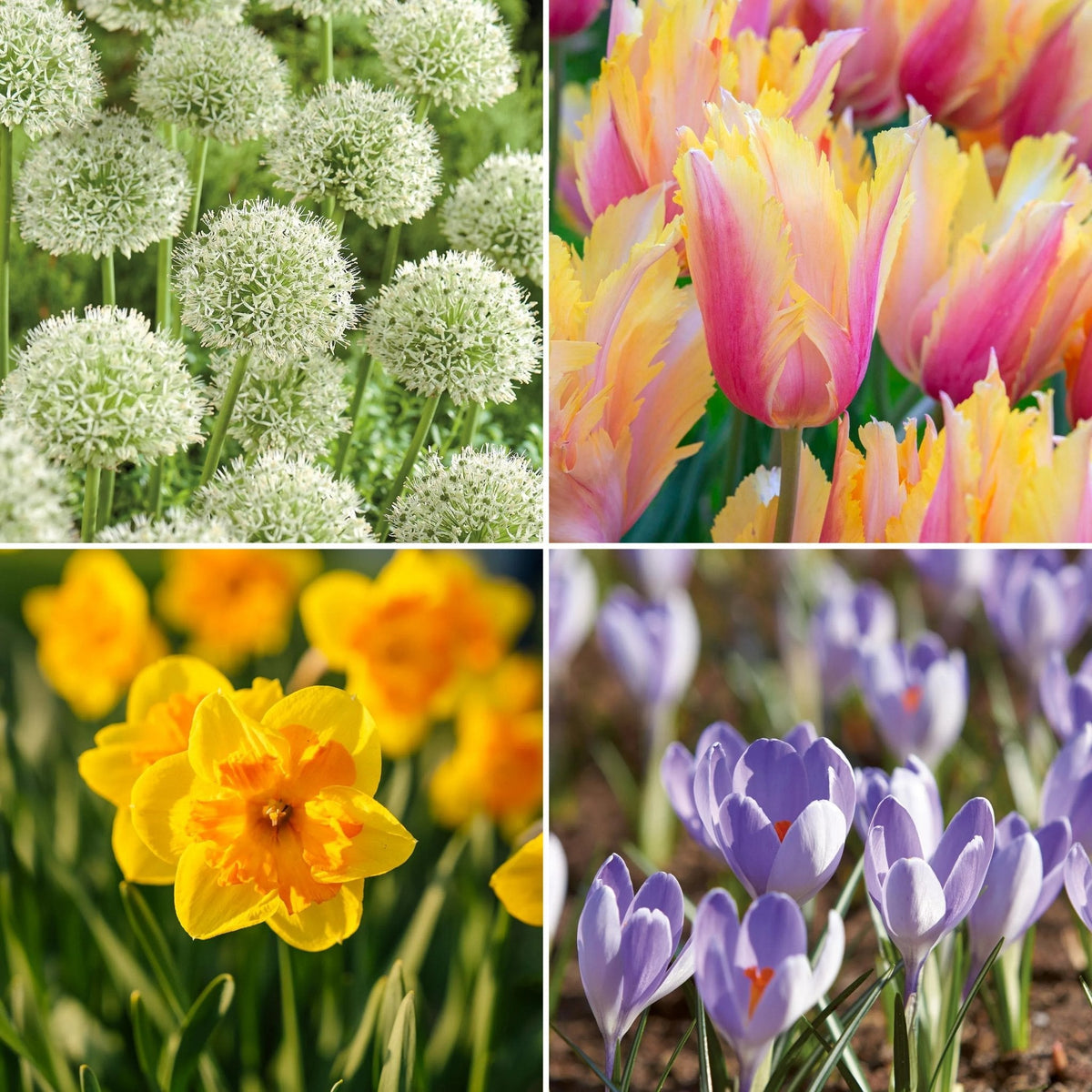 Sipulisekoitus kerrosistutukseen 'Daffodil Hill'