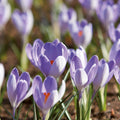 Sipulisekoitus kerrosistutukseen 'Flower Market'