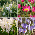 Sipulisekoitus kerrosistutukseen 'Flower Market'