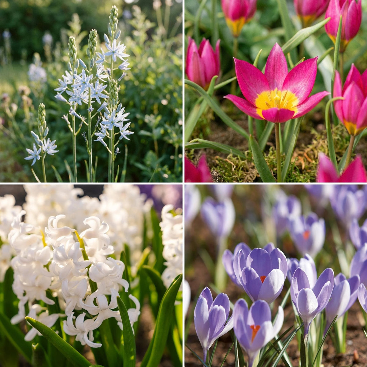 Sipulisekoitus kerrosistutukseen 'Flower Market'
