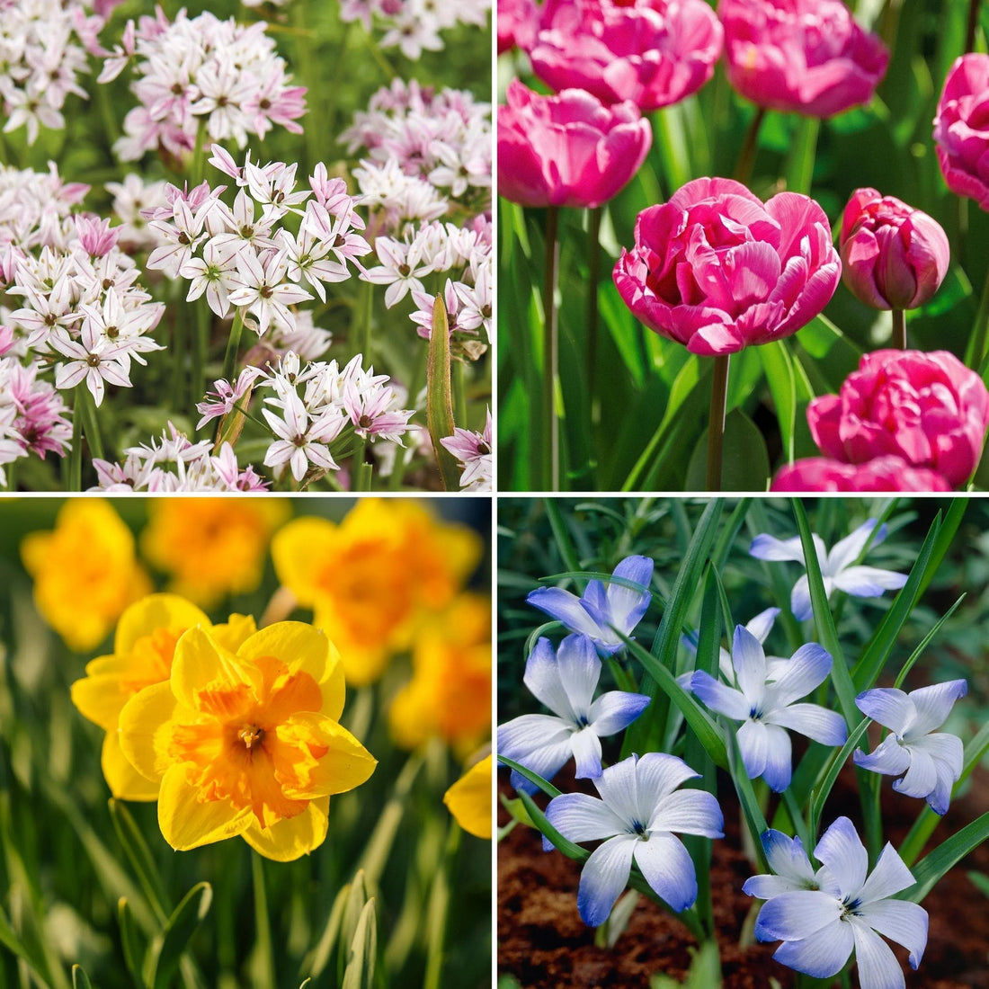 Sipulisekoitus kerrosistutukseen 'Garden Party'