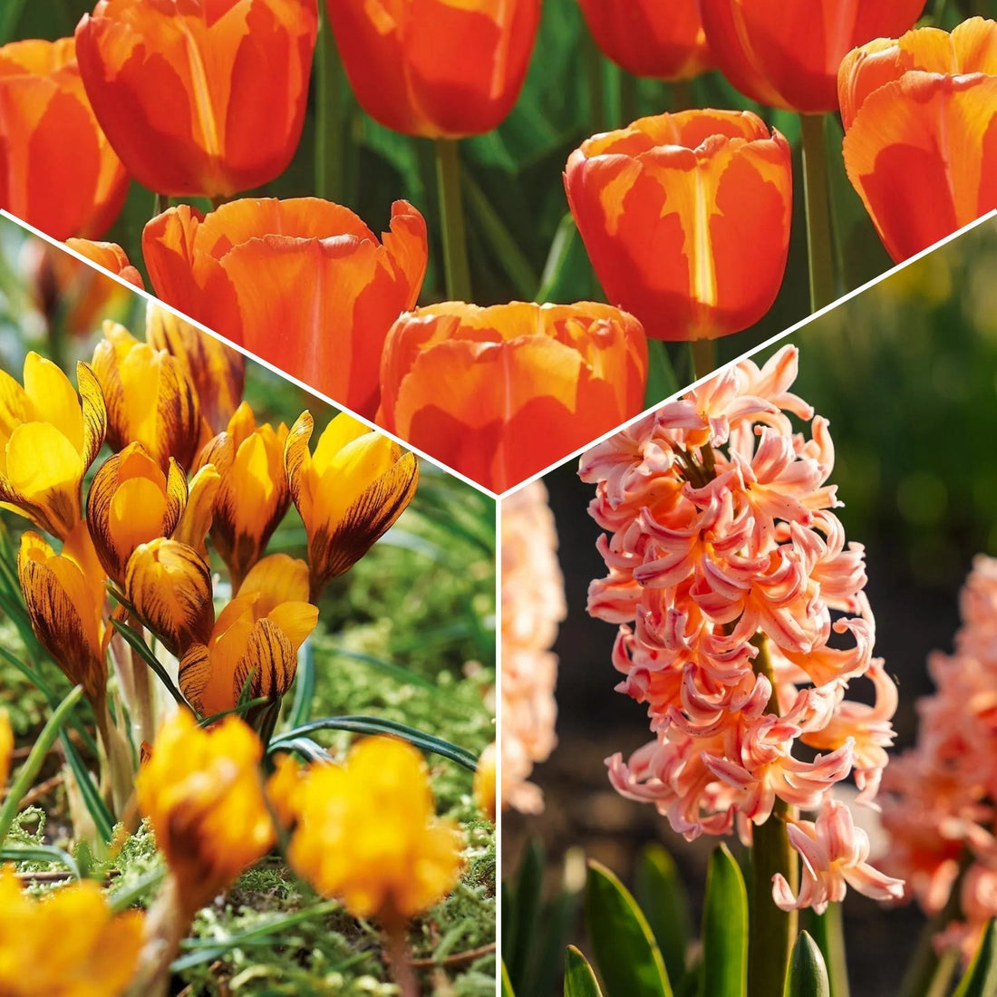 Sipulisekoitus kerrosistutukseen 'Golden hour'