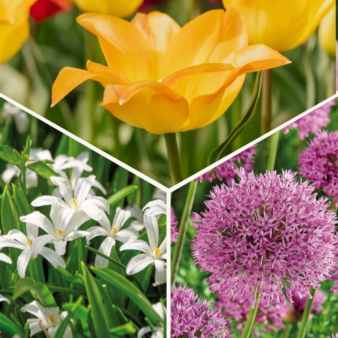 Sipulisekoitus kerrosistutukseen 'Golden hour'