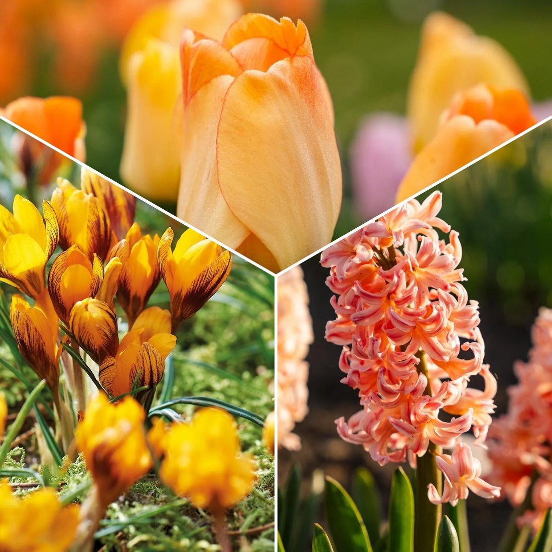 Sipulisekoitus kerrosistutukseen 'Golden hour'