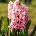 Sipulisekoitus kerrosistutukseen 'Golden hour'