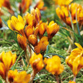Sipulisekoitus kerrosistutukseen 'Golden hour'