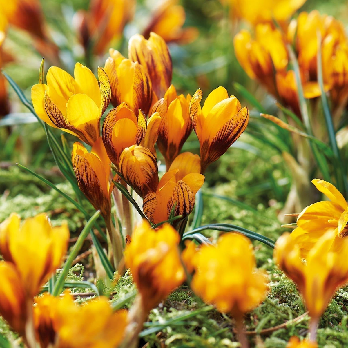 Sipulisekoitus kerrosistutukseen 'Golden hour'