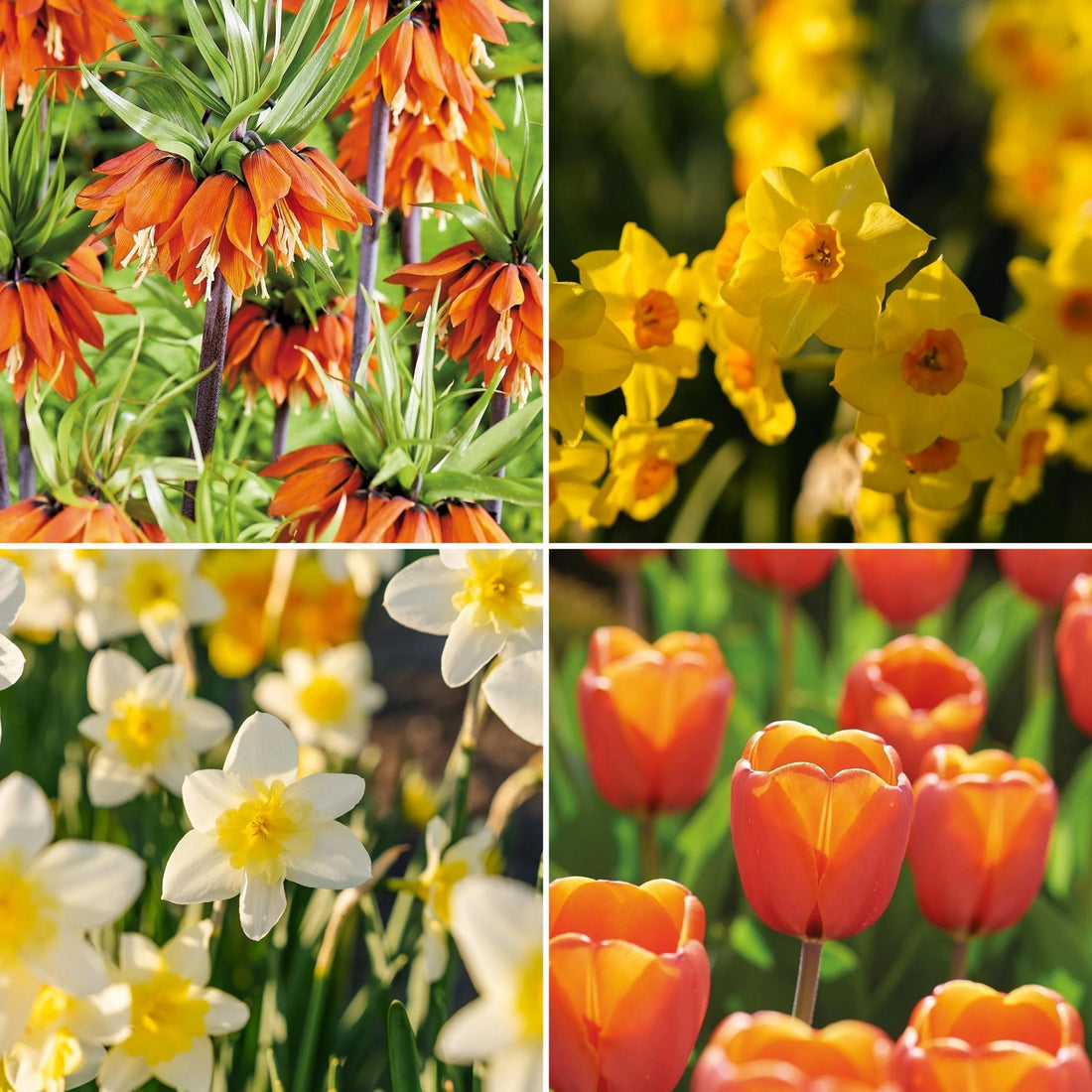Sipulisekoitus kerrosistutukseen 'Golden Spring'