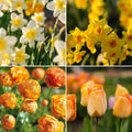 Sipulisekoitus kerrosistutukseen 'Golden Spring'