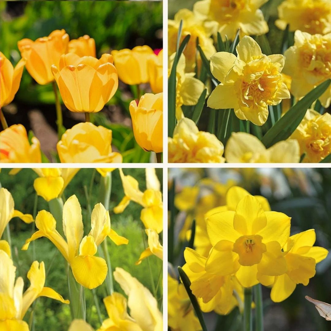 Sipulisekoitus kerrosistutukseen 'Golden Spring'