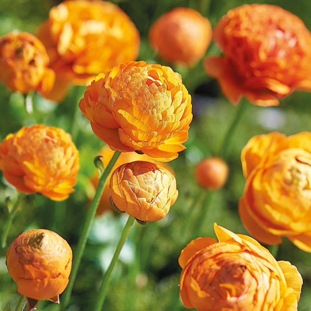 Sipulisekoitus kerrosistutukseen 'Golden Spring'