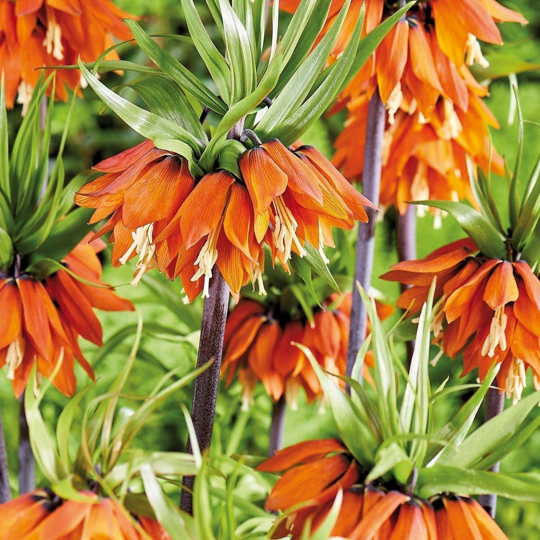 Sipulisekoitus kerrosistutukseen 'Golden Spring'