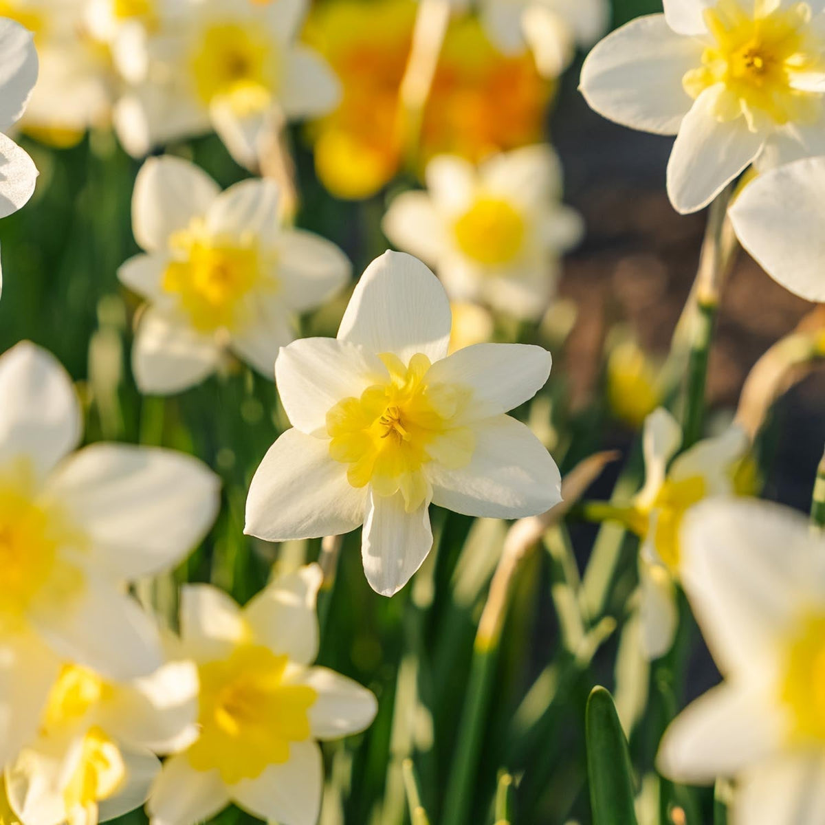 Sipulisekoitus kerrosistutukseen 'Golden Spring'