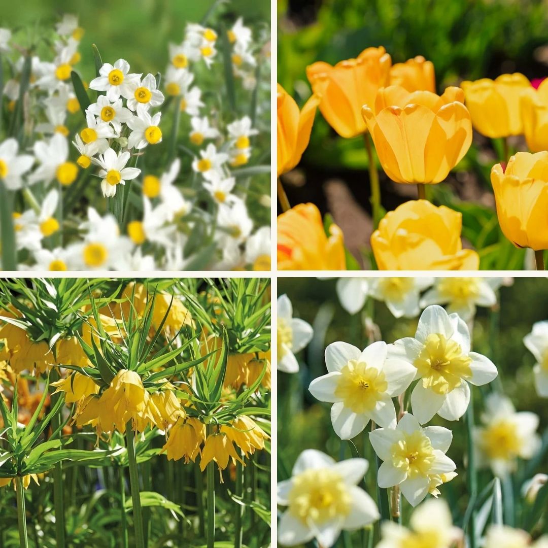 Sipulisekoitus kerrosistutukseen 'Golden Spring'