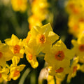 Sipulisekoitus kerrosistutukseen 'Golden Spring'