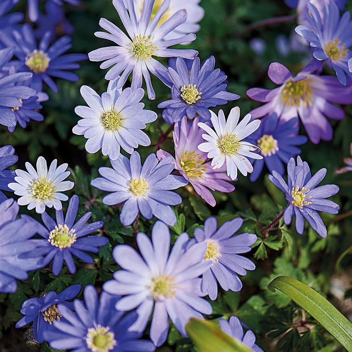 Sipulisekoitus kerrosistutukseen 'Hatbox Posy'
