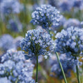 Sipulisekoitus kerrosistutukseen 'Heather Moor'