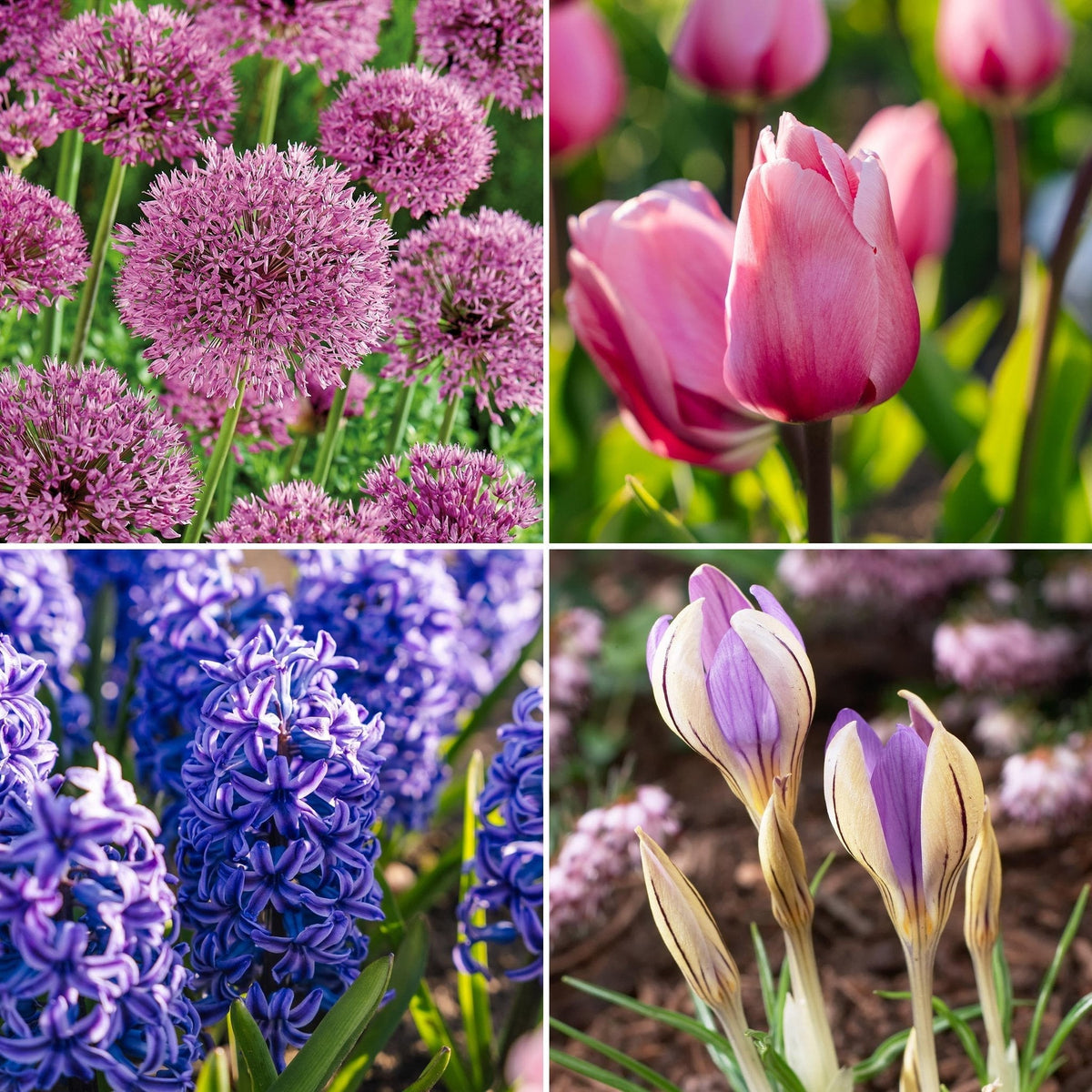 Sipulisekoitus kerrosistutukseen 'Indigo Bonbon'