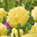 Sipulisekoitus kerrosistutukseen 'Ivory Twilight'