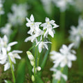 Sipulisekoitus kerrosistutukseen 'Ivory Twilight'