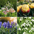Sipulisekoitus kerrosistutukseen 'Kitchen Garden'