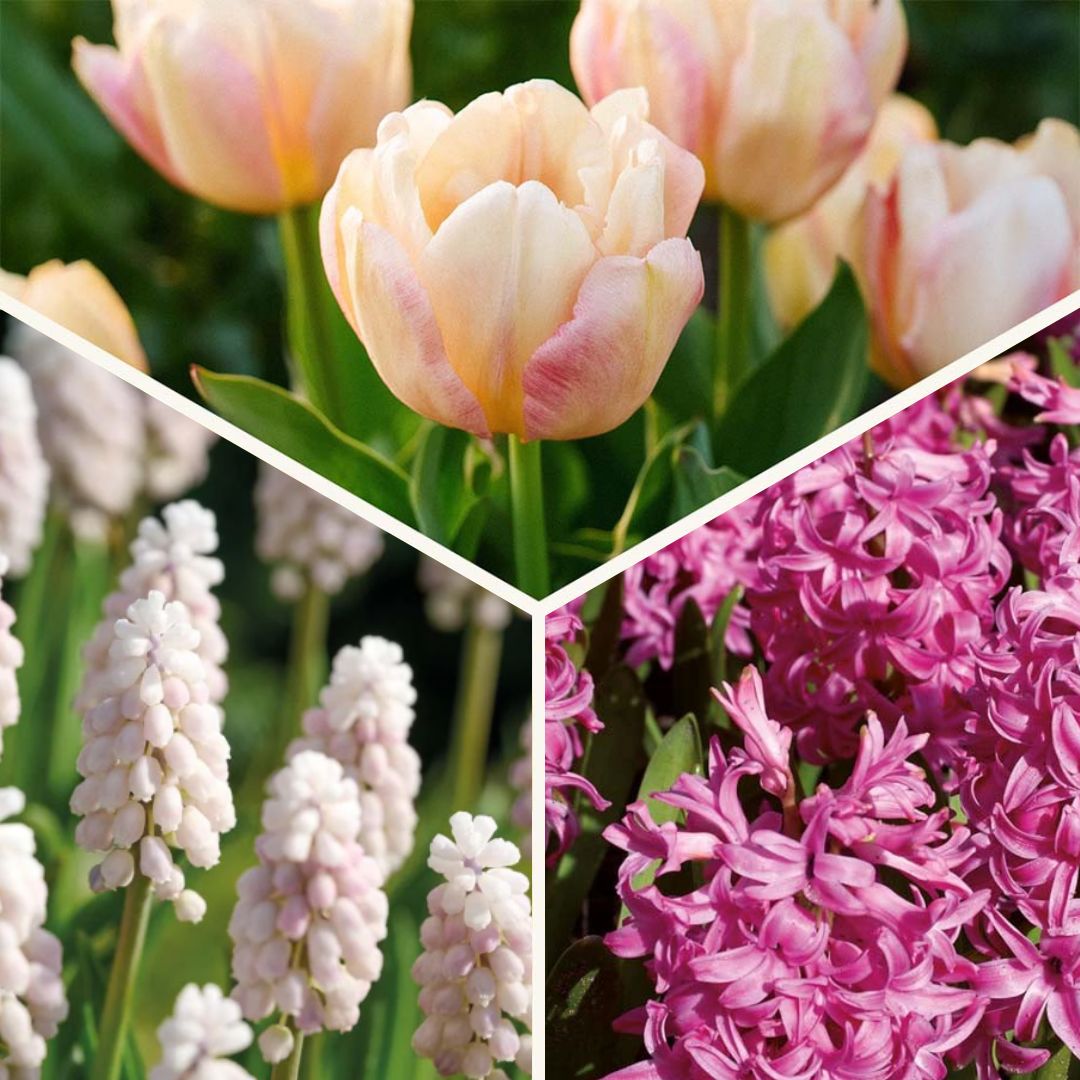 Sipulisekoitus kerrosistutukseen 'Kultainen tunti'