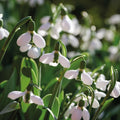 Sipulisekoitus kerrosistutukseen 'Lagoon Haze'